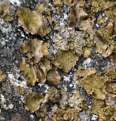 Umbilicaria muhlenbergii