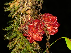 Trichomanes ankersii