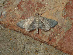 Anageshna primordialis