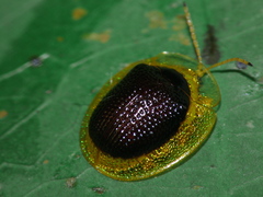Charidotis furunculus