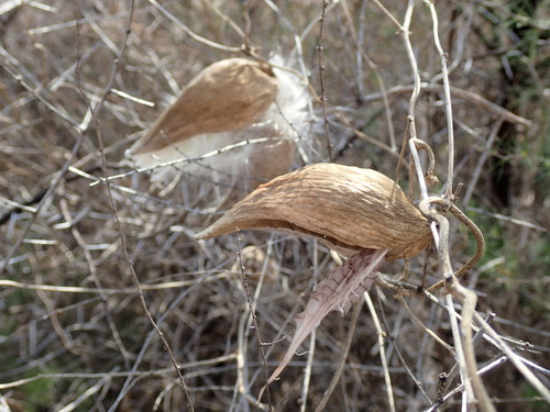Image of Pentarrhinum insipidum by (c) Mahomed Desai, some rights reserved (CC BY)