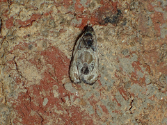 Olethreutes griseoalbana