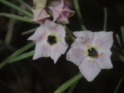 Image of Guichenotia macrantha by (c) Thomas Mesaglio, some rights reserved (CC BY)