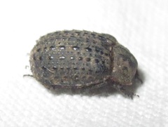 Trox perlatus