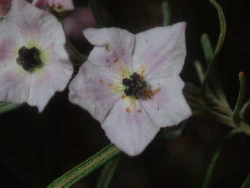 Image of Guichenotia macrantha by (c) Thomas Mesaglio, some rights reserved (CC BY)