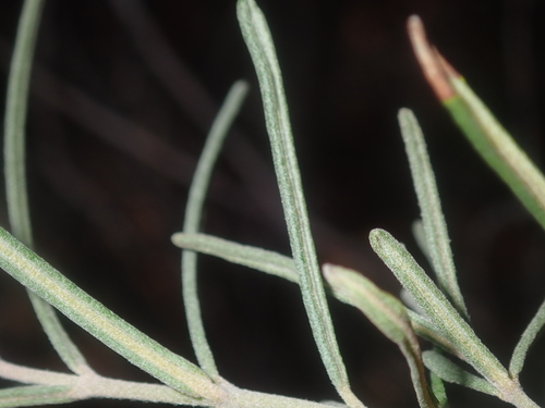 Image of Guichenotia macrantha by (c) Thomas Mesaglio, some rights reserved (CC BY)