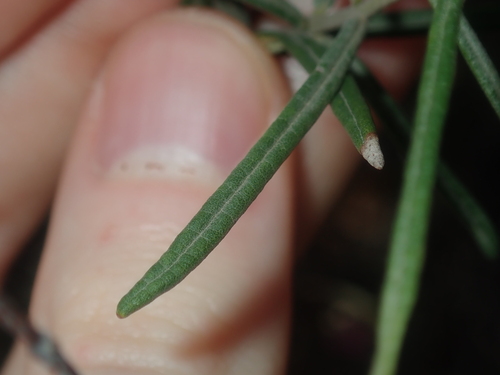 Image of Guichenotia macrantha by (c) Thomas Mesaglio, some rights reserved (CC BY)