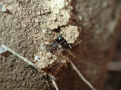 Pheidole tenuinodis