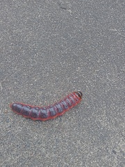 Cossus cossus