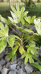 Fatsia japonica