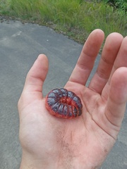 Cossus cossus
