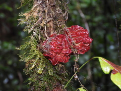 Trichomanes ankersii