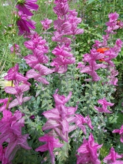 Salvia viridis