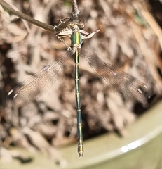 Lestes virens