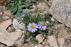 Erigeron pinnatisectus