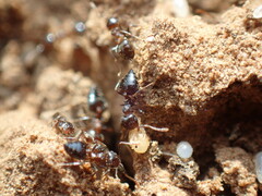 Crematogaster transvaalensis