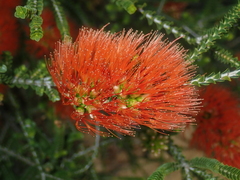 Melaleuca aestiva