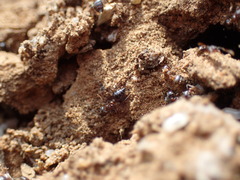 Crematogaster transvaalensis