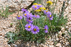 Erigeron pinnatisectus