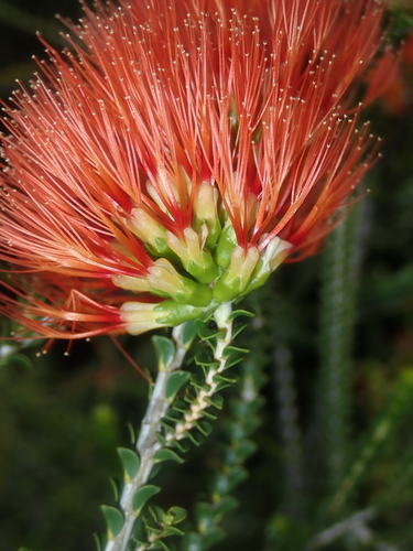 Image of Melaleuca aestiva by (c) Thomas Mesaglio, some rights reserved (CC BY)