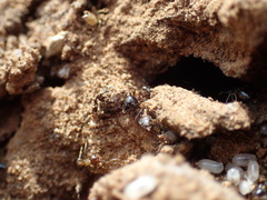 Crematogaster transvaalensis