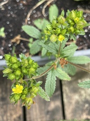 Potentilla