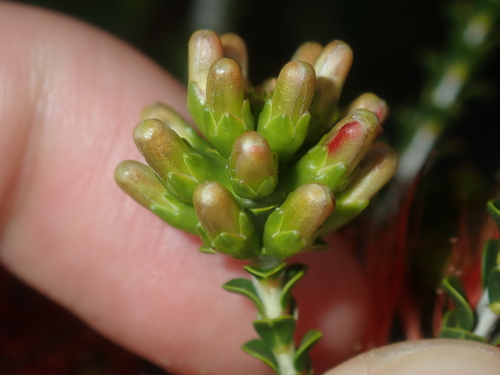 Image of Melaleuca aestiva by (c) Thomas Mesaglio, some rights reserved (CC BY)