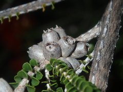 Melaleuca aestiva