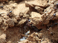 Crematogaster transvaalensis