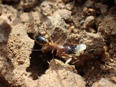 Camponotus maculatus