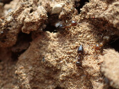 Crematogaster transvaalensis