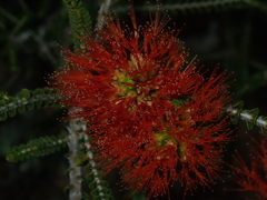 Melaleuca aestiva