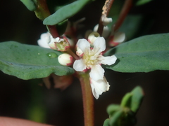 Monotaxis bracteata