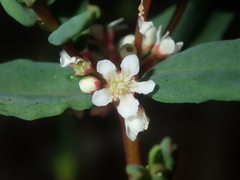 Monotaxis bracteata