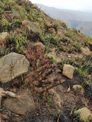 Aloe chortolirioides