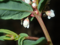 Monotaxis bracteata