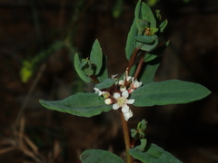 Monotaxis bracteata