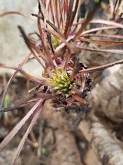 Aloe chortolirioides