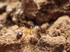 Camponotus maculatus