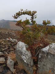 Cephalanthus natalensis