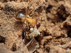 Camponotus maculatus