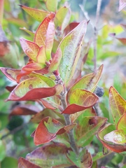 Cephalanthus natalensis