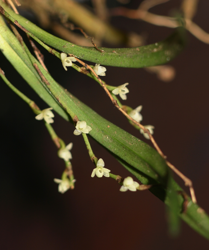 Angraecum minus Summerh.