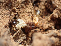 Camponotus maculatus
