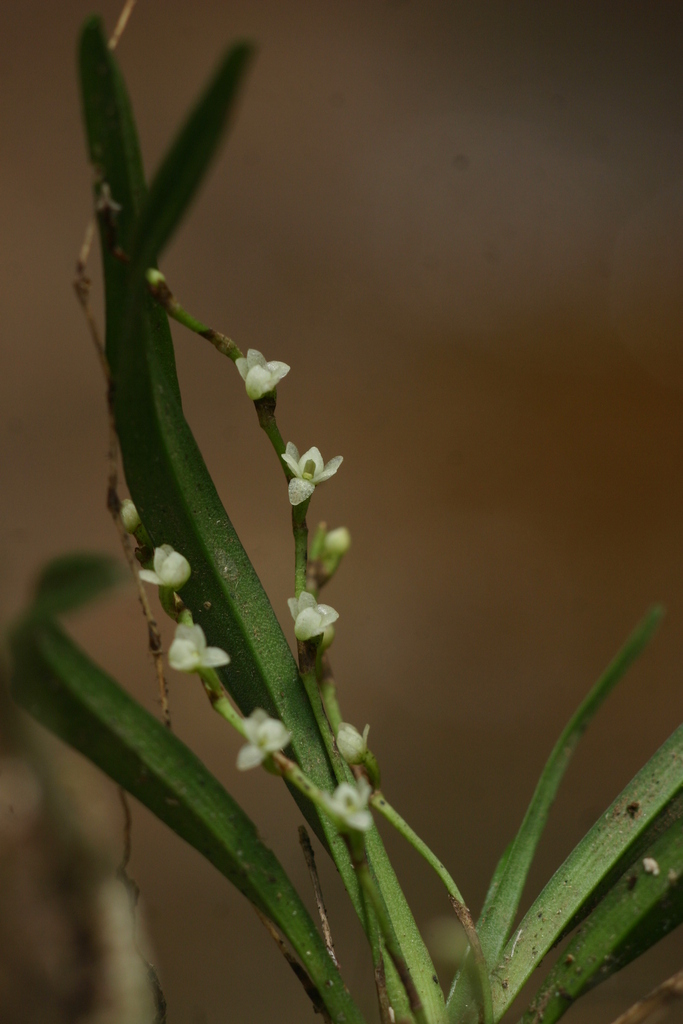 Angraecum minus Summerh. 3