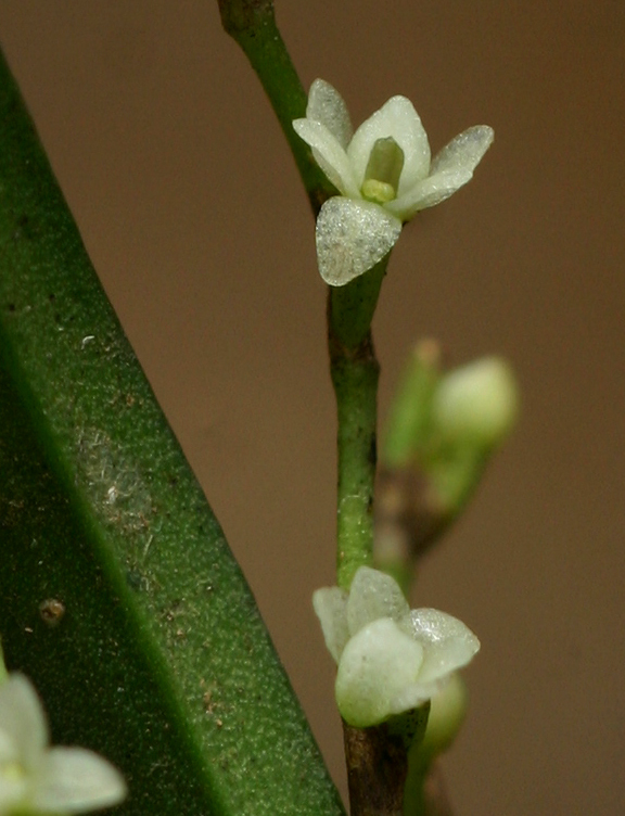 Angraecum minus Summerh. 2