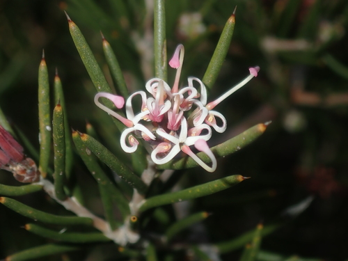 Image of Hakea Circumalata (Hakea circumalata) by (c) Thomas Mesaglio, some rights reserved (CC BY)