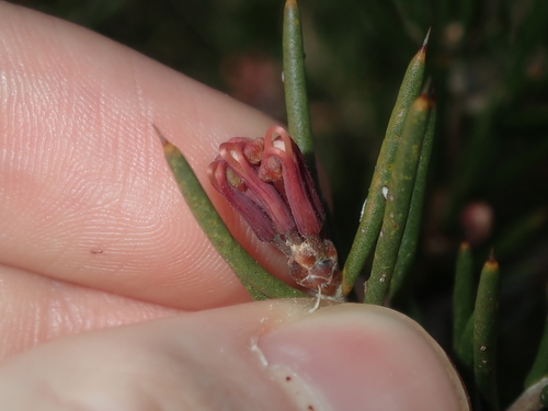 Image of Hakea Circumalata (Hakea circumalata) by (c) Thomas Mesaglio, some rights reserved (CC BY)