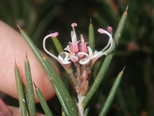 Image of Hakea Circumalata (Hakea circumalata) by (c) Thomas Mesaglio, some rights reserved (CC BY)