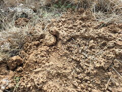 Camponotus maculatus